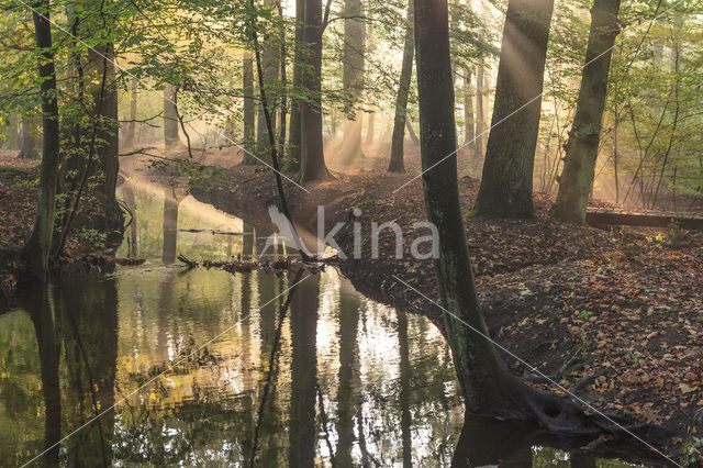 Beech (Fagus spec.)