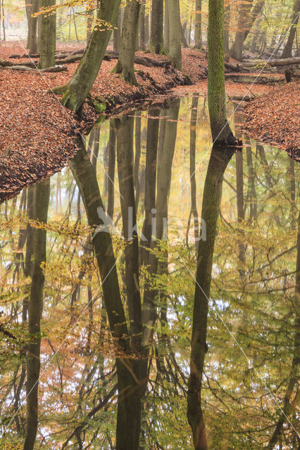 Beuk (Fagus spec.)