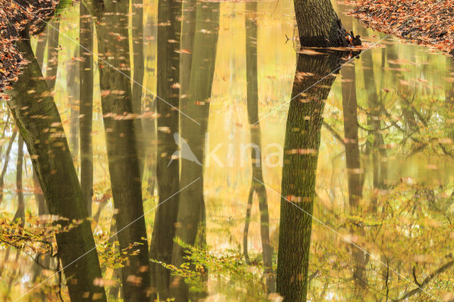 Beuk (Fagus spec.)