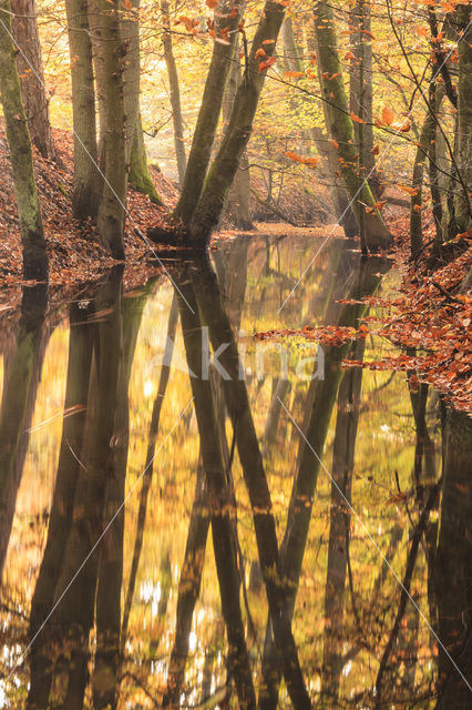 Beech (Fagus spec.)