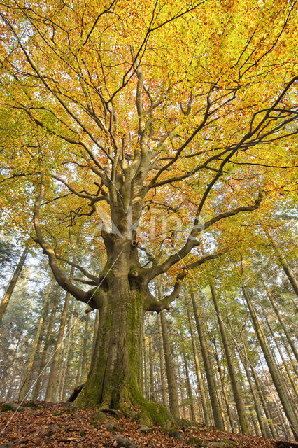 Beuk (Fagus spec.)