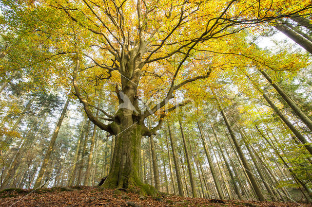 Beech (Fagus spec.)