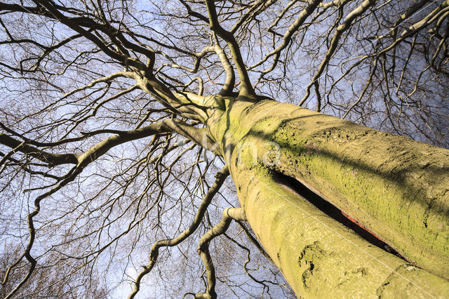 Beuk (Fagus sylvatica)