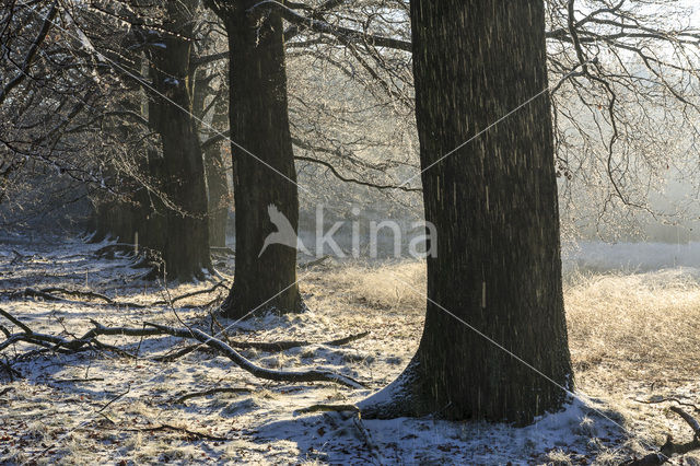 Beech (Fagus sylvatica)