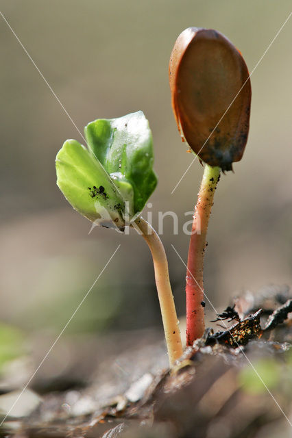 Beuk (Fagus spec.)