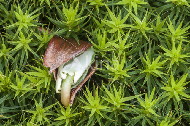 Beuk (Fagus spec.)