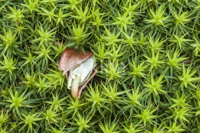 Beuk (Fagus spec.)