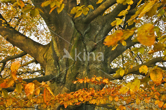 Beuk (Fagus sylvatica)