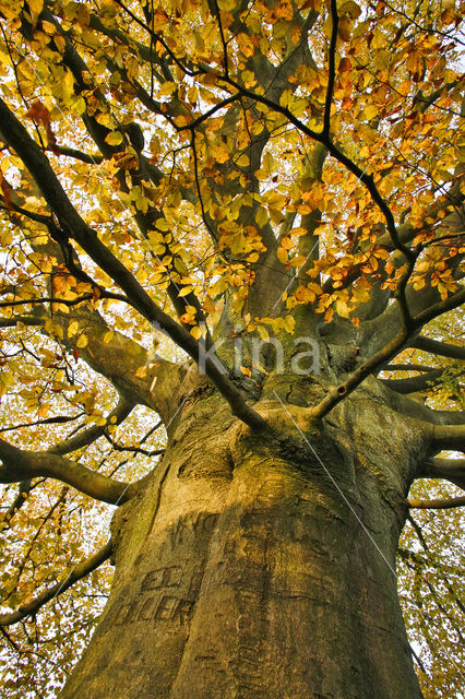 Beuk (Fagus sylvatica)