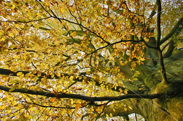 Beech (Fagus sylvatica)