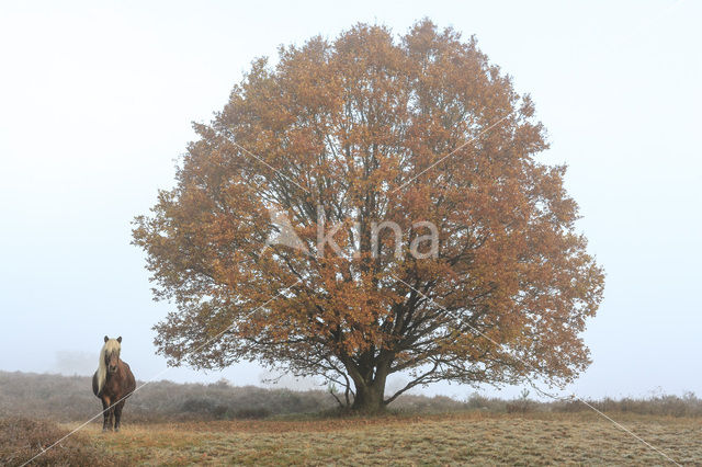 Beech (Fagus spec.)