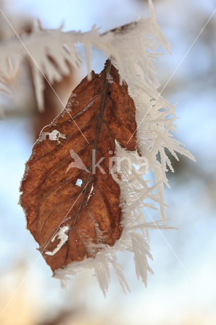 Beech (Fagus sylvatica)