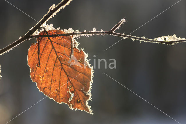 Beech (Fagus sylvatica)