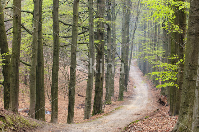 Beech (Fagus sylvatica)