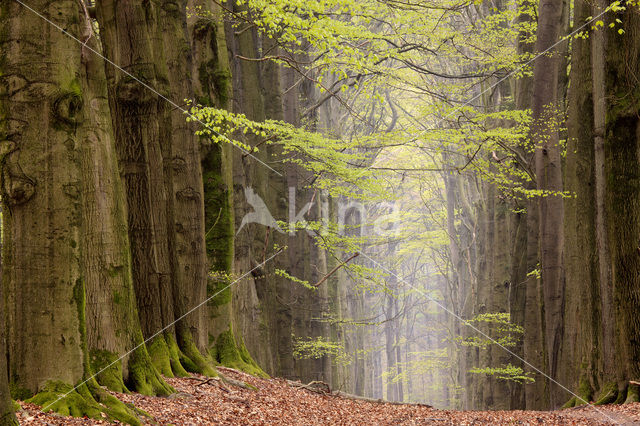 Beech (Fagus sylvatica)