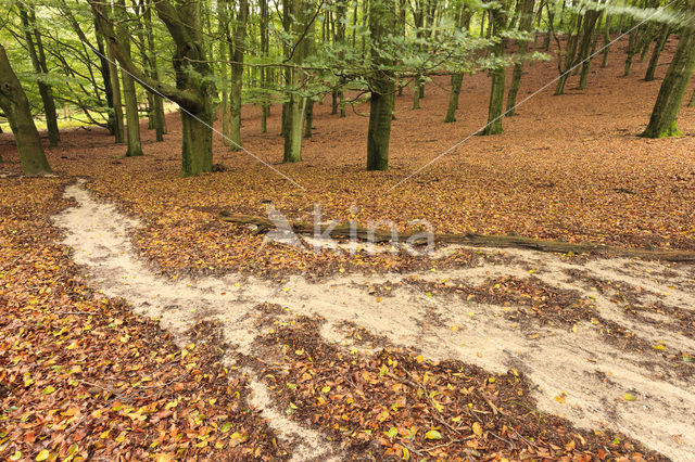 Beuk (Fagus sylvatica)