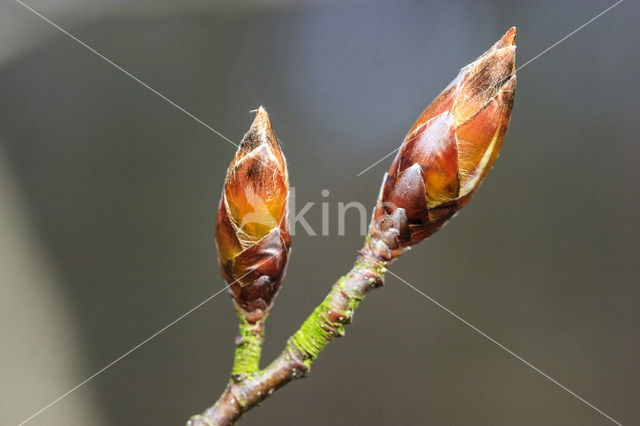 Beuk (Fagus sylvatica)