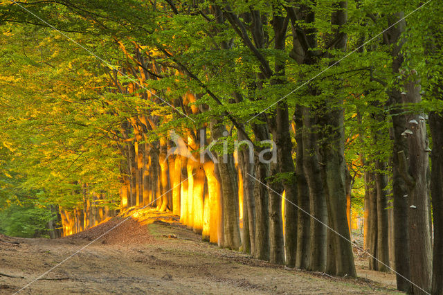 Beech (Fagus sylvatica)