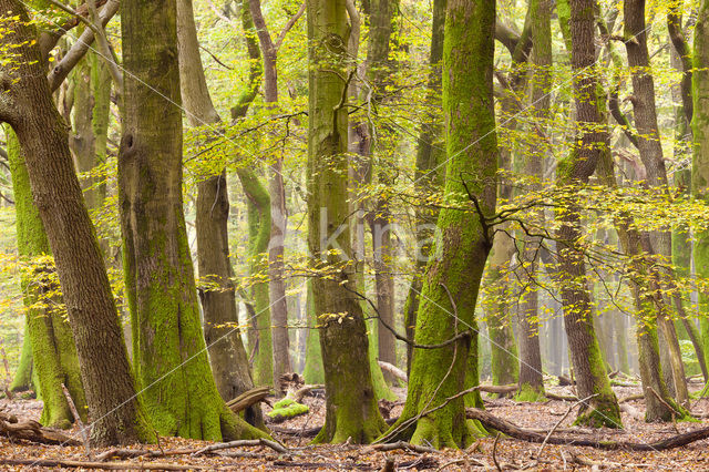 Beech (Fagus sylvatica)