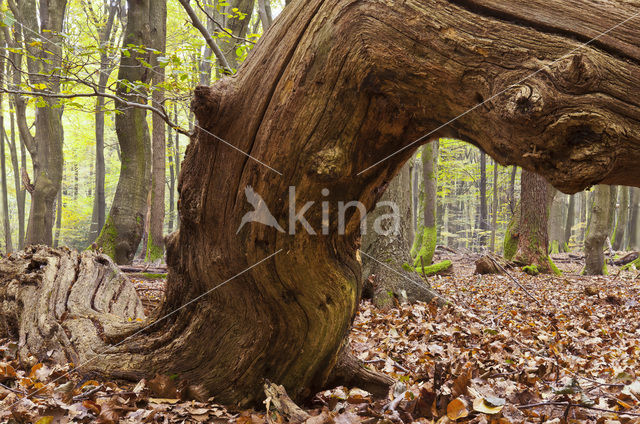 Beuk (Fagus sylvatica)