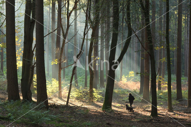 Beech (Fagus sylvatica)