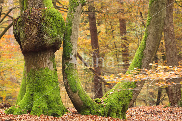 Beech (Fagus sylvatica)