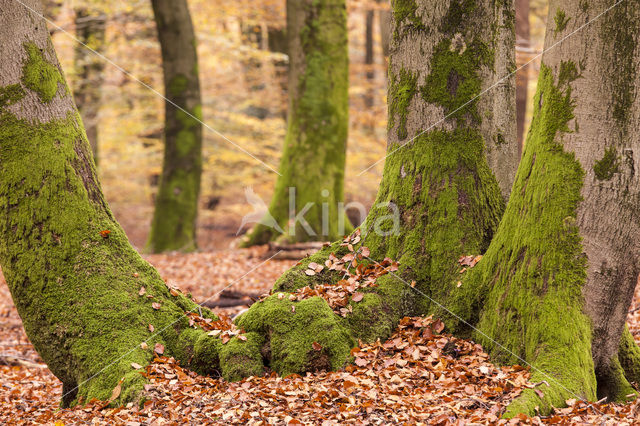 Beech (Fagus sylvatica)