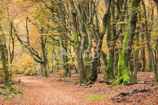 Beech (Fagus sylvatica)