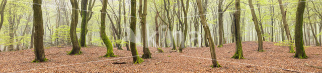 Beuk (Fagus sylvatica)