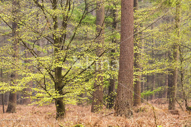 Beech (Fagus sylvatica)