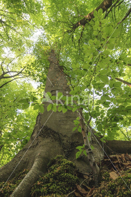 Beech (Fagus sylvatica)