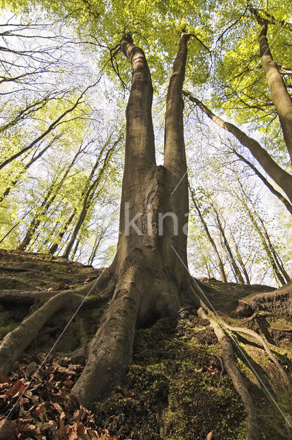 Beuk (Fagus spec.)