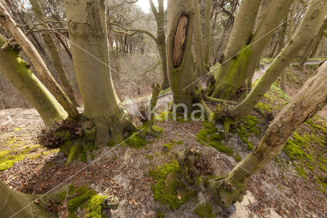 Beuk (Fagus sylvatica)