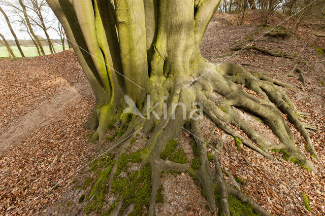 Beech (Fagus sylvatica)