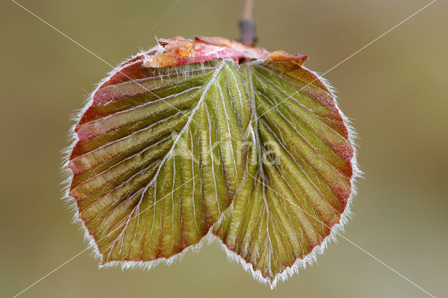 Beech (Fagus spec.)