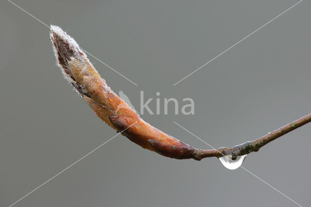 Beuk (Fagus spec.)