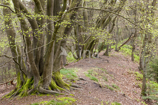 Beech (Fagus sylvatica)