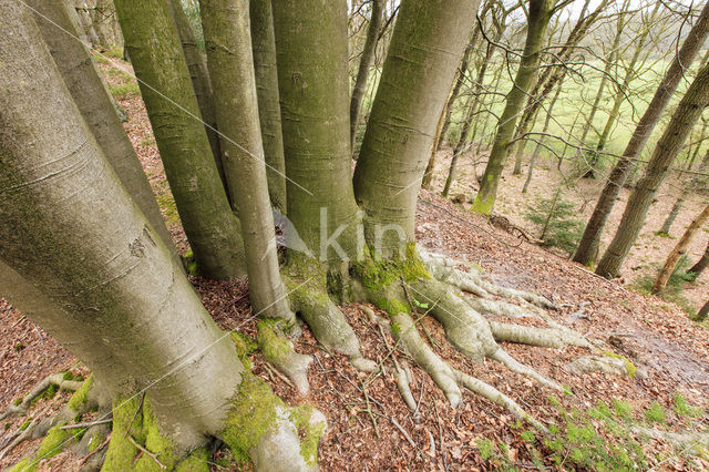 Beech (Fagus sylvatica)