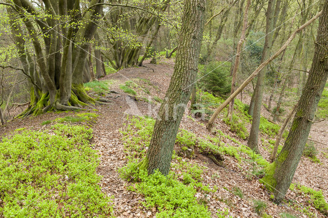 Beech (Fagus sylvatica)