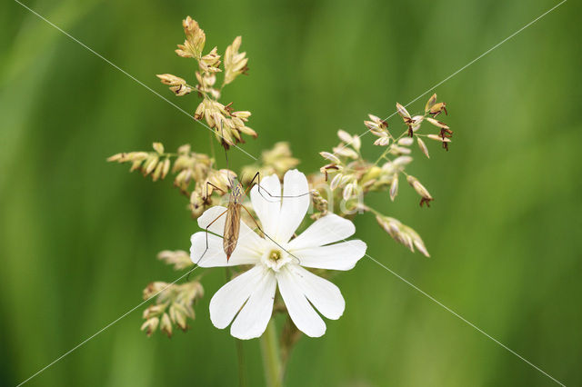 Bladder Campion (Silene vulgaris)