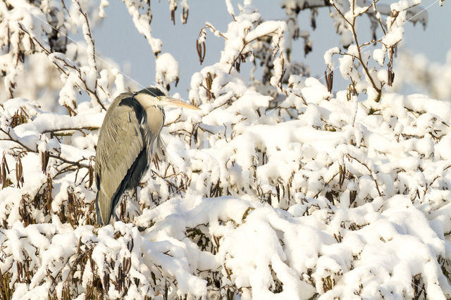 Grey Heron (Ardea cinerea)