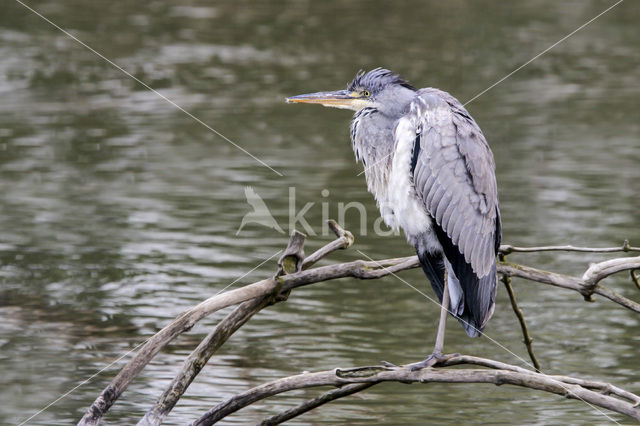 Blauwe Reiger (Ardea cinerea)