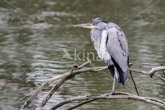 Grey Heron (Ardea cinerea)