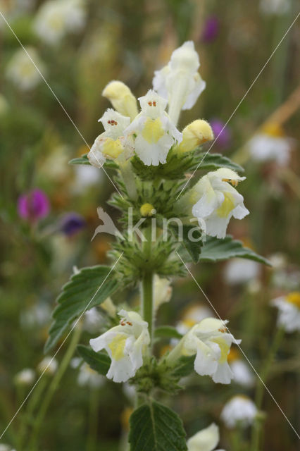 Downy Hemp-nettle (Galeopsis segetum)