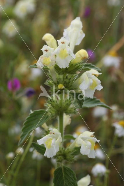 Bleekgele hennepnetel (Galeopsis segetum)