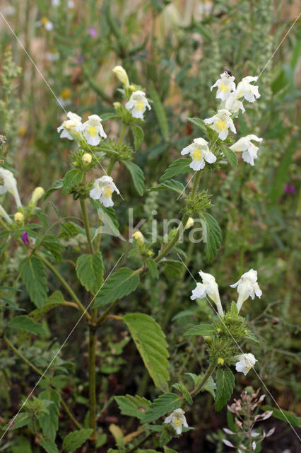 Bleekgele hennepnetel (Galeopsis segetum)