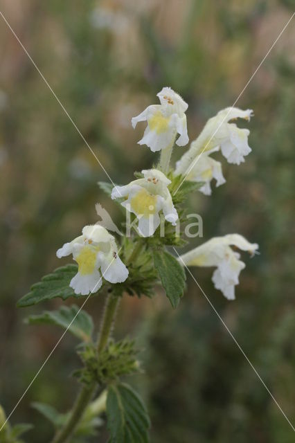 Bleekgele hennepnetel (Galeopsis segetum)