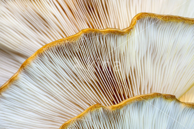 Pale Oyster (Pleurotus pulmonarius)