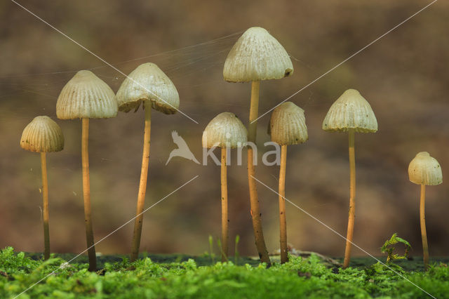 bonnet (Mycena spec.)