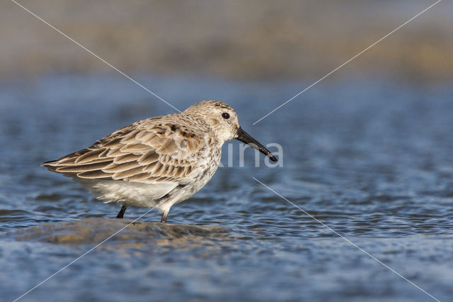 Dunlin (Calidris alpina)
